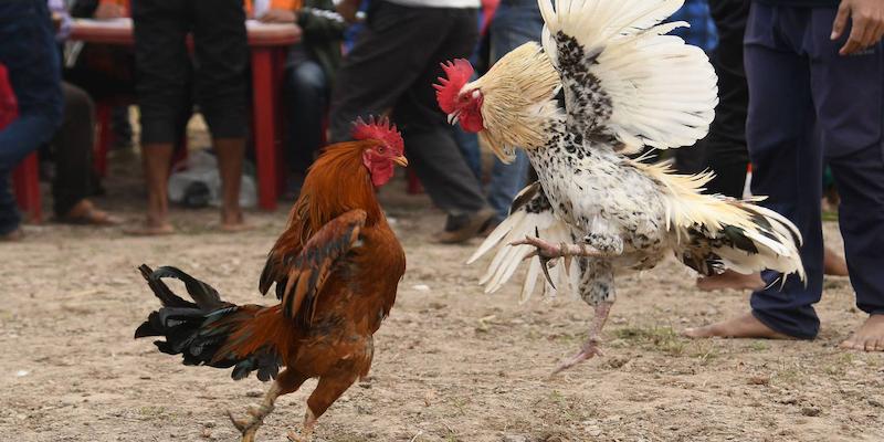 Kinh nghiệm khi chơi Đá Gà gemwin